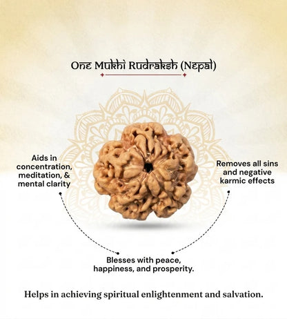 Nepal Origin 1 Mukhi Rudraksha – 100% Natural & Certified
