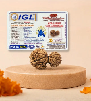 Nepal Origin Garbh Gauri Rudraksha – 100% Natural & Certified