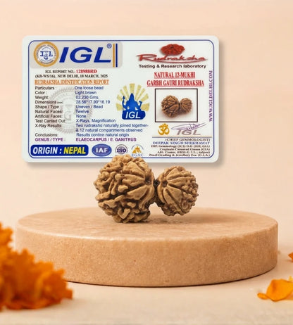 Nepal Origin Garbh Gauri Rudraksha – 100% Natural & Certified