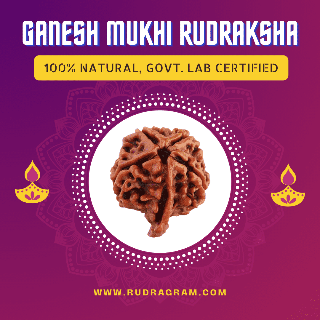 Nepali Ganesh Mukhi Rudraksha