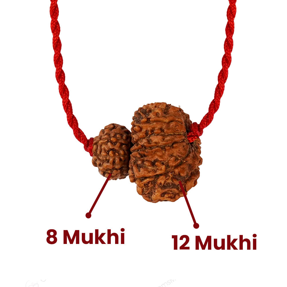 Surya-Rahu Grahan Dosh Kavach – 8 & 12 Mukhi Rudraksha