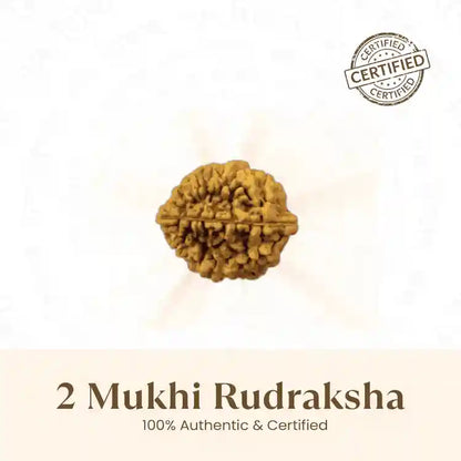 2 मुखी रुद्राक्ष - 100% प्राकृतिक और प्रमाणित
