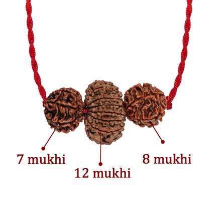 Vyapar Vriddhi Kavach – 7, 8 & 12 Mukhi Rudraksha
