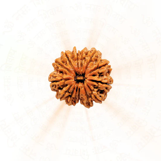 Buy original 12 Mukhi Rudraksha for spiritual benefits and meditation practices