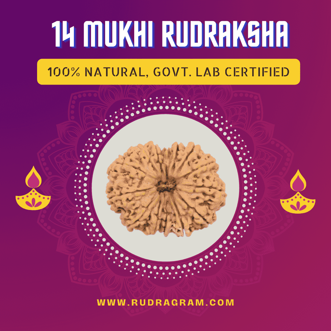 Original 14 Mukhi Rudraksha, 100% natural and government lab certified, perfect for spiritual use