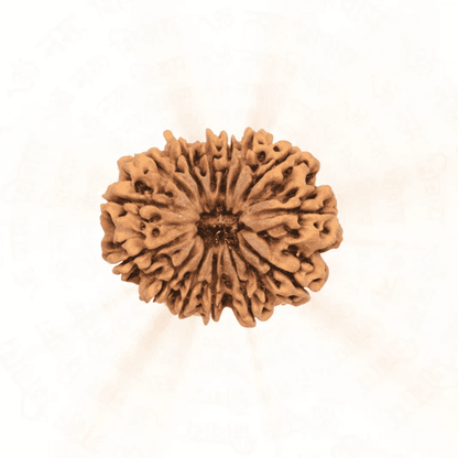 Buy original 14 Mukhi Rudraksha seed with unique texture and spiritual significance for meditation