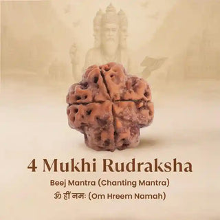 Four-faceted Rudraksha with a blurred background and text about its use.