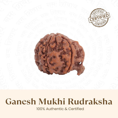 Ganesh Mukhi Rudraksha - 100% Natural, Certified