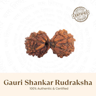 Two Gauri Shankar Rudraksha beads with a certification seal on a white background.