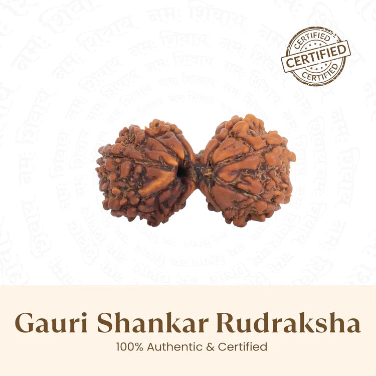 Gauri Shankar Rudraksha - 100% Natural & Certified