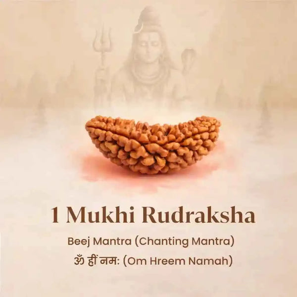 South India Origin 1 Mukhi Rudraksha - 20mm to 26mm