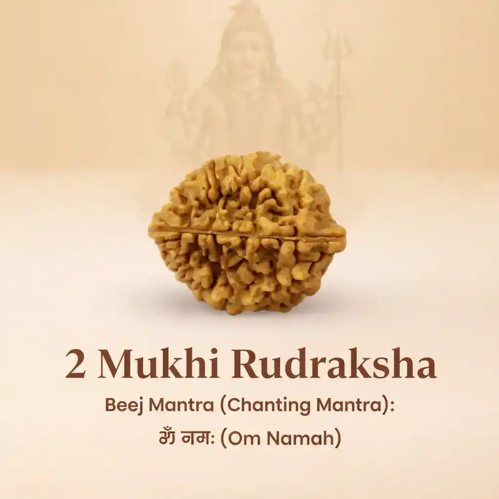 2 मुखी रुद्राक्ष - 100% प्राकृतिक और प्रमाणित