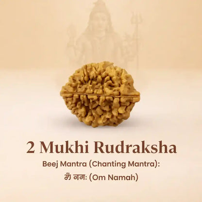 2 मुखी रुद्राक्ष - 100% प्राकृतिक और प्रमाणित