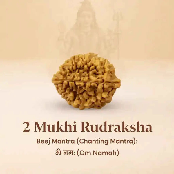 South India Origin 2 Mukhi Rudraksha - 20mm to 24mm