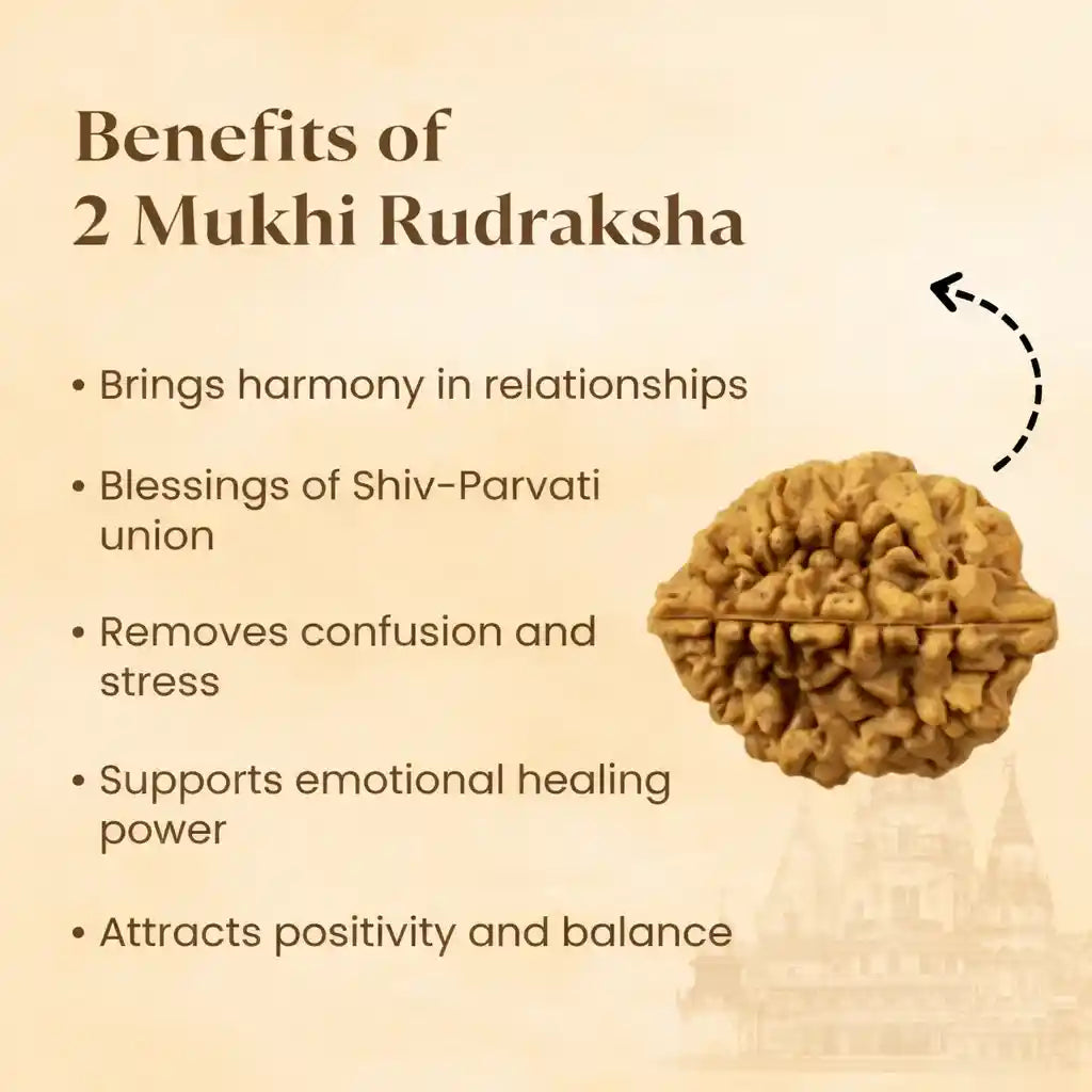 2 मुखी रुद्राक्ष - 100% प्राकृतिक और प्रमाणित