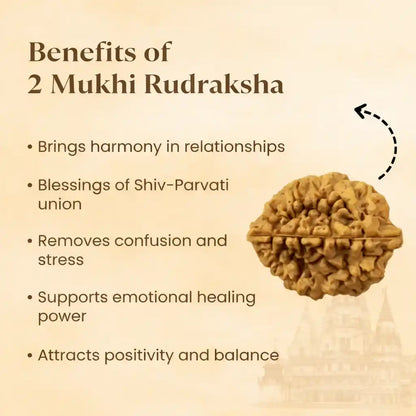 2 मुखी रुद्राक्ष - 100% प्राकृतिक और प्रमाणित