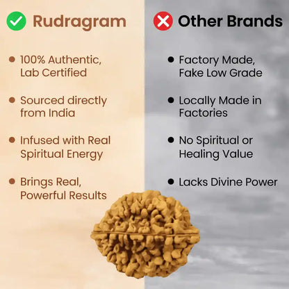 2 मुखी रुद्राक्ष - 100% प्राकृतिक और प्रमाणित