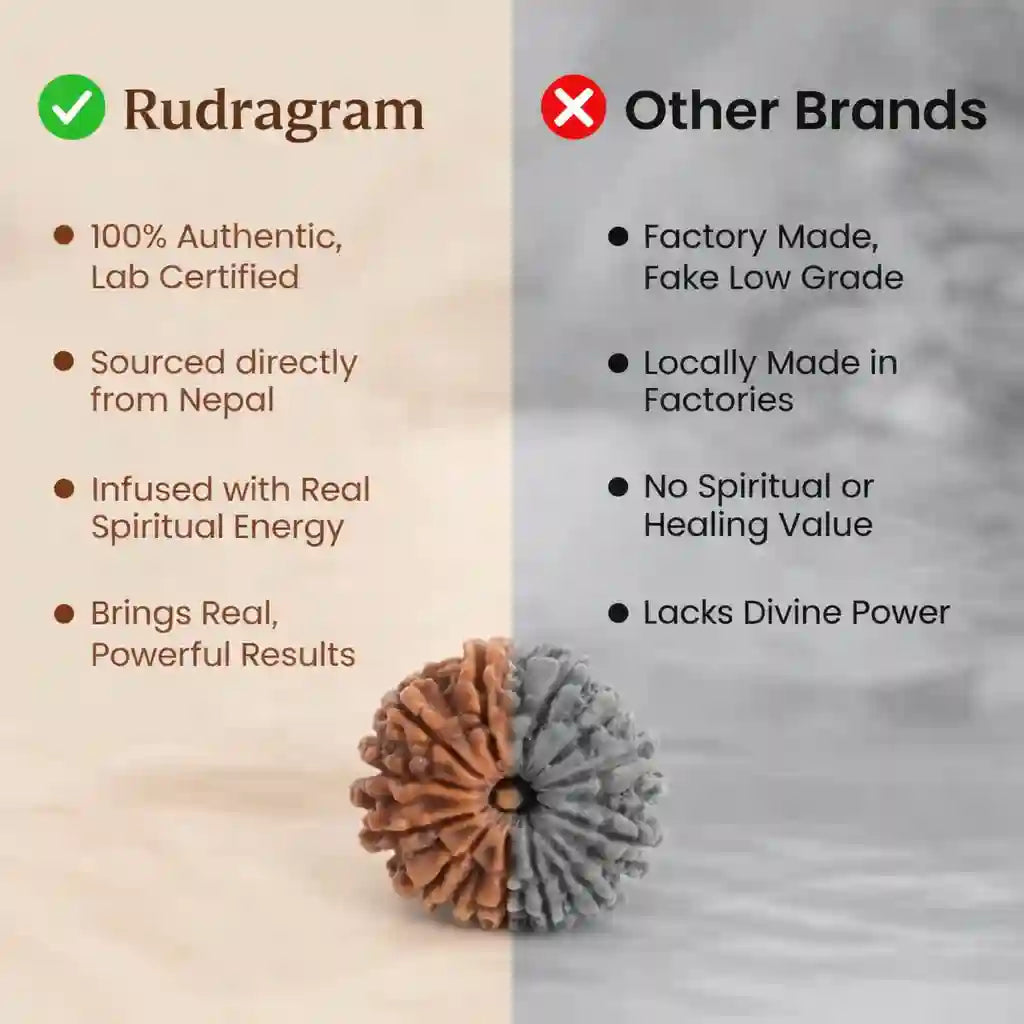 Nepal Origin 12 Mukhi Rudraksha - 17mm to 22mm