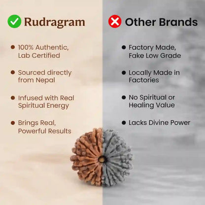 13 मुखी रुद्राक्ष | 100% प्राकृतिक एवं प्रमाणित