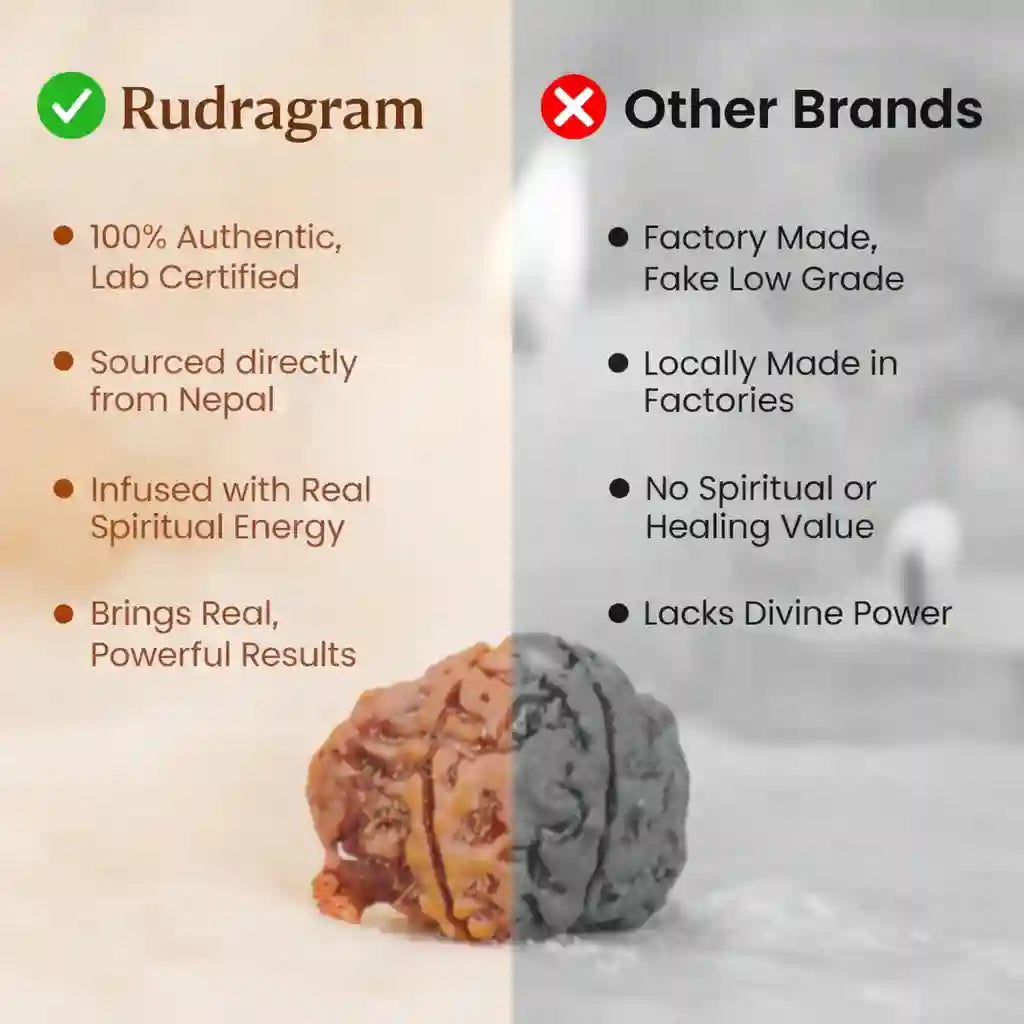 Ganesh Mukhi Rudraksha - 100% Natural, Certified