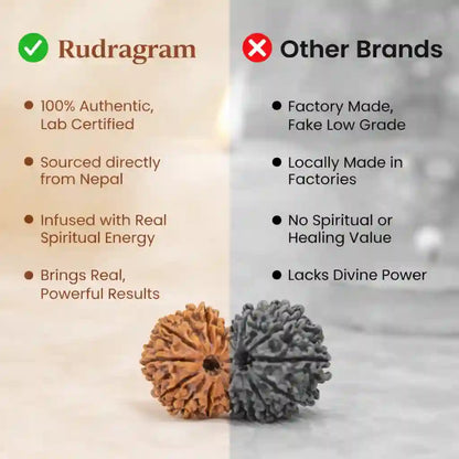 Gauri Shankar Rudraksha - 100% Natural & Certified