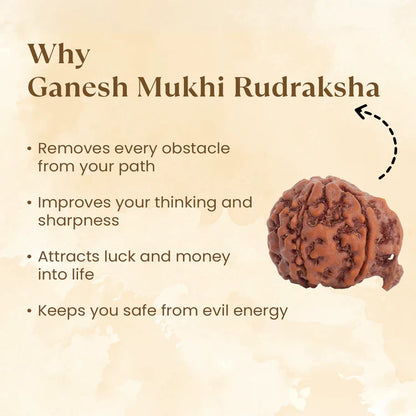 Ganesh Mukhi Rudraksha - 100% Natural, Certified