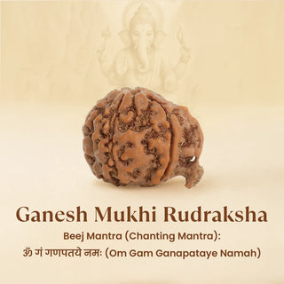 Ganesh Mukhi Rudraksha with text on a beige background