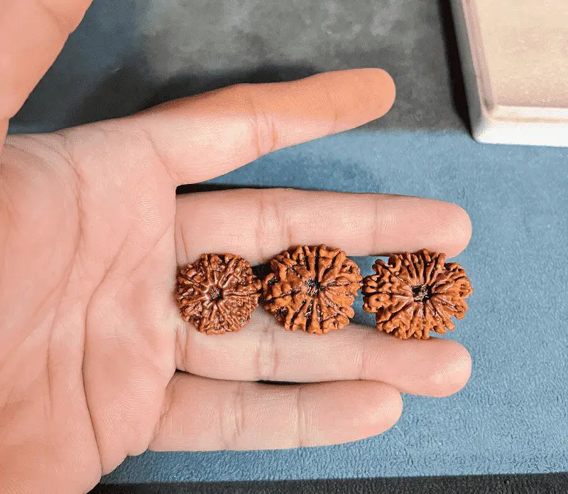 Three Rudraksha beads held in hand, ideal for career growth and success as Rudraksha for career success.