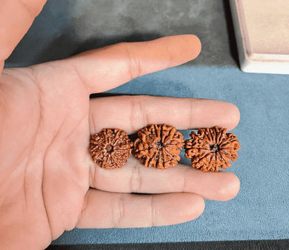 Three Rudraksha beads held in hand, ideal for career growth and success as Rudraksha for career success.