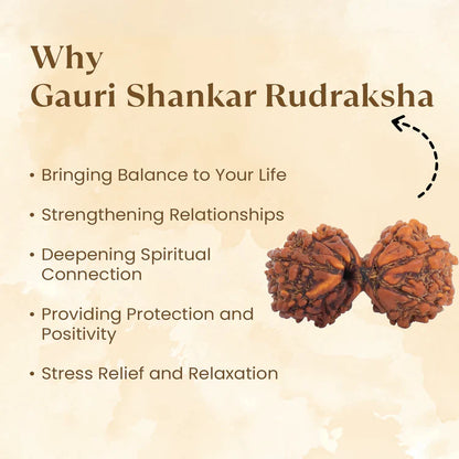 Gauri Shankar Rudraksha - 100% Natural & Certified