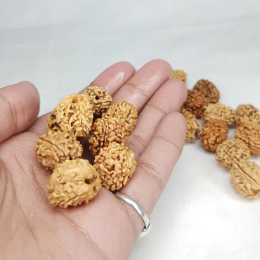 3 Mukhi Rudraksha