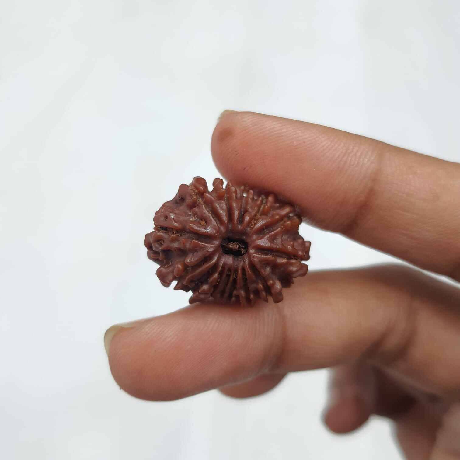 Hand holding an original 14 Mukhi Rudraksha bead, showcasing its unique texture and features to buy original 14 Mukhi Rudraksha.
