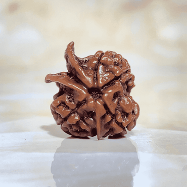 100% Nepali Ganesh Rudraksha